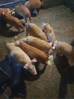 Vând 10 purcei  - imagine 5