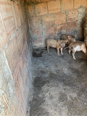 vand purcei - imagine 2