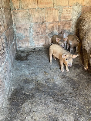 vand purcei - imagine 3