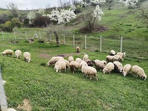 Vand oi cu miei - imagine 2