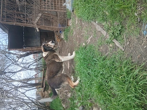 Ciobanesc asia centrala 