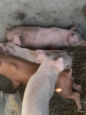 porc.        - imagine 2