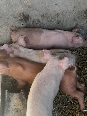 porc.        - imagine 3