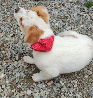 Cățelușă de talie mica  - imagine 5