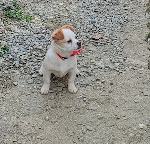 Cățelușă de talie mica  - imagine 4