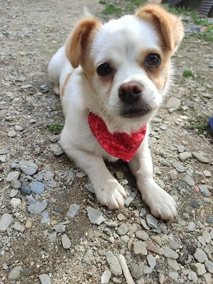 Cățeluș de talie mica 