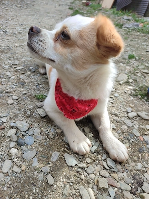 Cățelușă de talie mica  - imagine 2