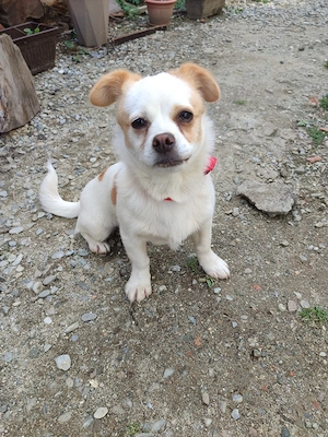 Cățelușă de talie mica  - imagine 3