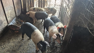 Vand purceii bazna cu pietran