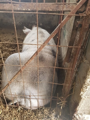 vand purcea pietrean crescuta natural 