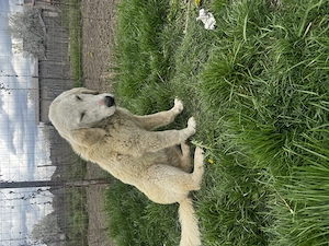 Donez doi ciobănești! - imagine 4