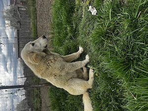 Donez doi ciobănești!