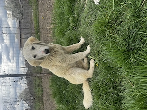 Donez doi ciobănești! - imagine 5