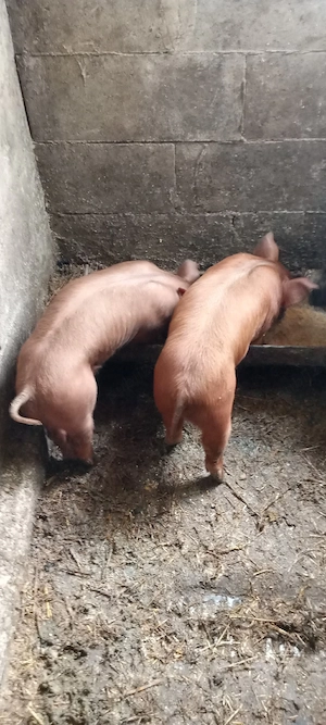 Doua purcele duroc  - imagine 4