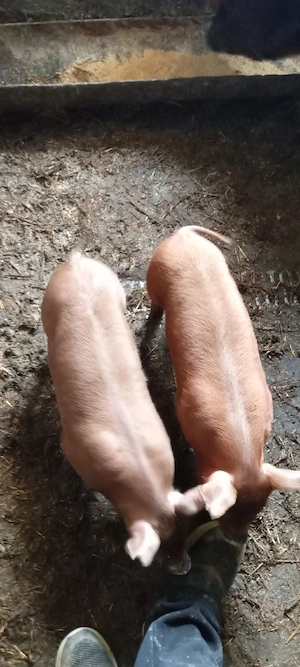 Doua purcele duroc  - imagine 3