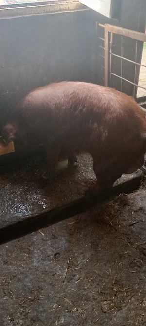 Doua purcele duroc  - imagine 2