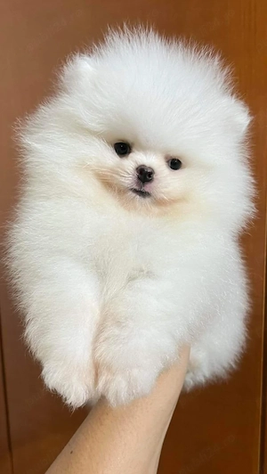 Puișor pomeranian talie mica