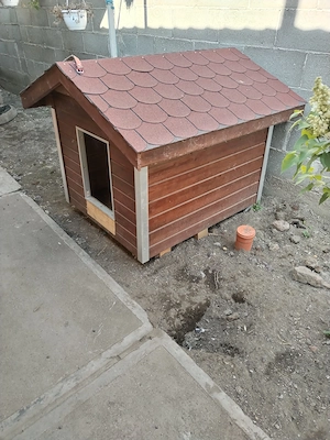 Amstaff fetiță foarte cuminte