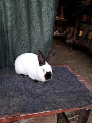 De vânzare iepuri din rasele Pestriț German,  Californian și Urias German Gri  - imagine 3