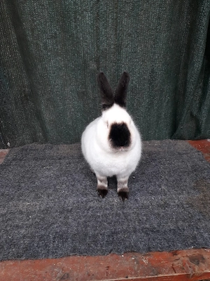 De vânzare iepuri din rasele Pestriț German,  Californian și Urias German Gri  - imagine 2