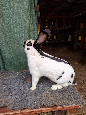 De vânzare iepuri din rasele Pestriț German,  Californian și Urias German Gri 