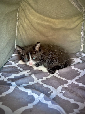 Adopție pui de pisică - imagine 2