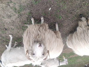 Vând berbec de un an preț 600ron