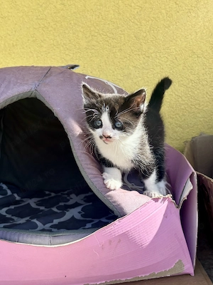 Adopție pui de pisică - imagine 3