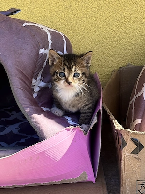 Adopție pui de pisică