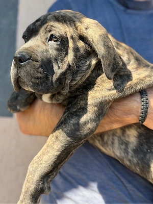 Cane Corso pedigree