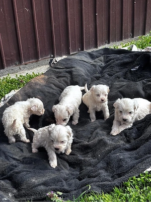 catei bichon malteze minitoy - imagine 4