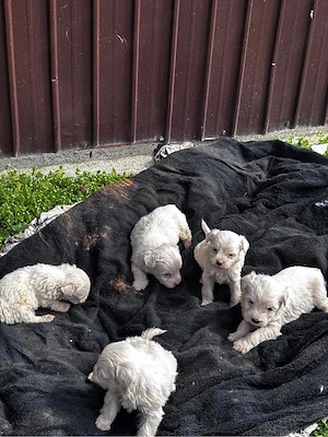 catei bichon malteze minitoy - imagine 3