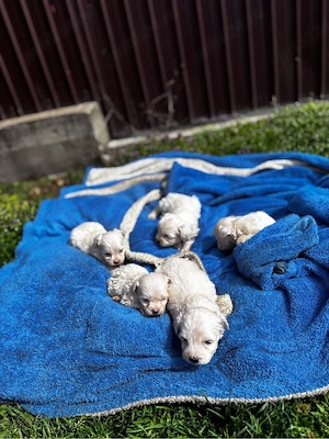 catei bichon malteze minitoy