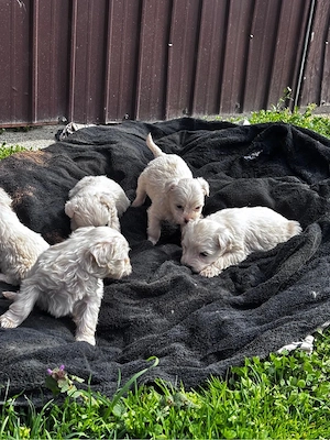 catei bichon malteze minitoy - imagine 5