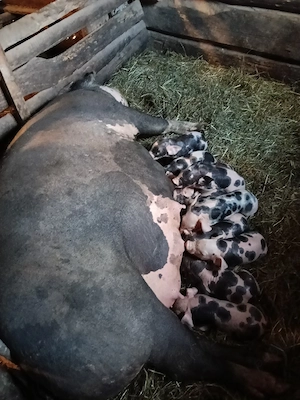 De vânzare scroafă fătată  - imagine 2