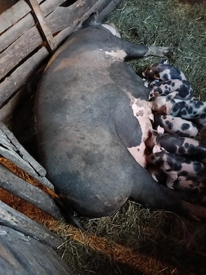 De vânzare scroafă fătată  - imagine 4