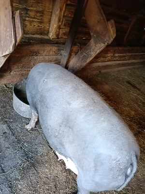 De vânzare scroafă fătată  - imagine 5