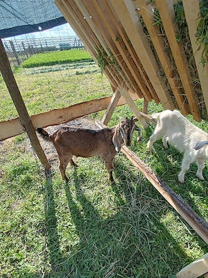 Vind capra cu 2 iezi     Anglo - Nubiana  - imagine 3