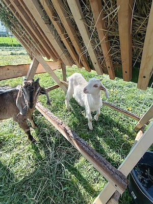 Vind capra cu 2 iezi     Anglo - Nubiana  - imagine 2