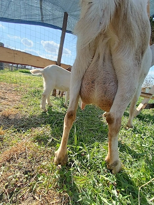 Vind capra cu 2 iezi     Anglo - Nubiana 