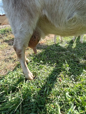 Vind capra cu 2 iezi     Anglo - Nubiana  - imagine 4