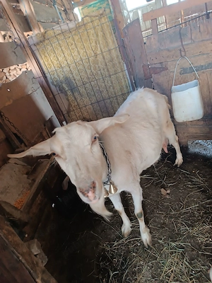 Vind capra cu 2 iezi     Anglo - Nubiana  - imagine 5