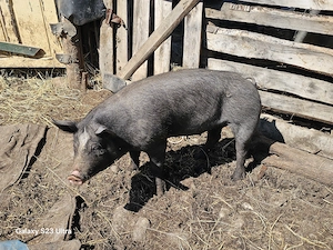 Porc de vanzare - imagine 2