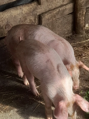 porc.           - imagine 3