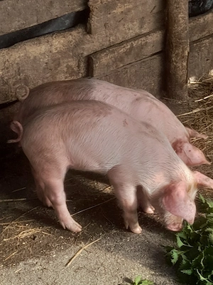 porc.           - imagine 2