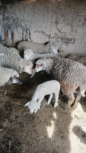 Miei pentru Paste - imagine 2