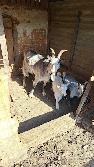 Capra cu iedute  - imagine 2