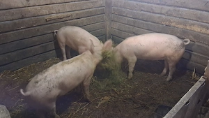 Se vind porci rasă marele alb