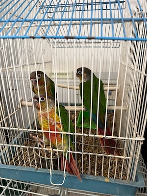 Papagali blanzi Pirua  - imagine 2