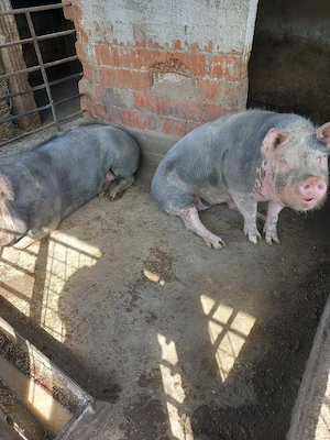 Vănd porci grași - imagine 2